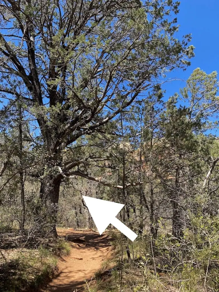 The alligator tree on the Boynton Canyon hike