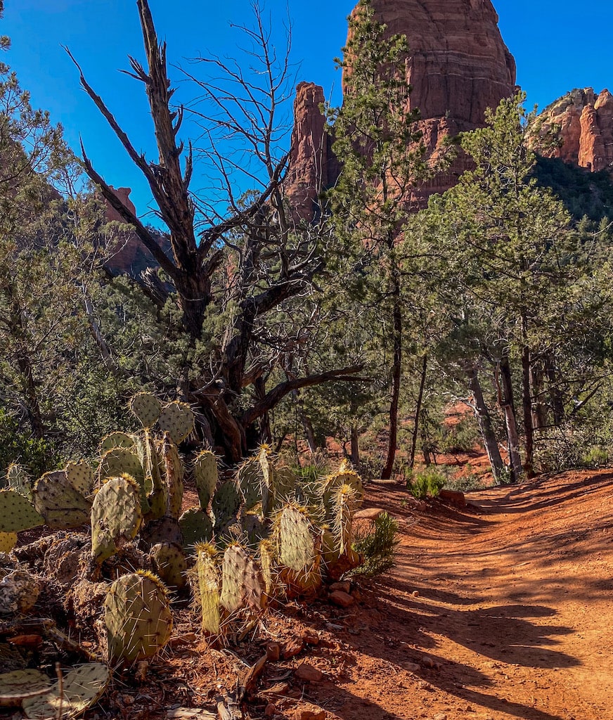 The cactus and red rocks on the Jordan Trail in Sedona, AZ