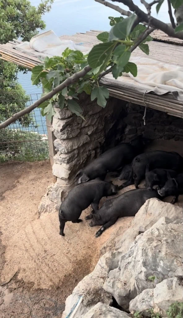 La Tagliata family farm
Positano, Italy