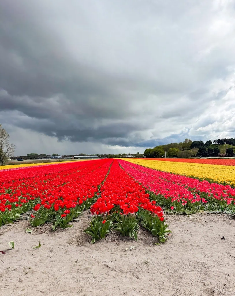 One of the tulip fields on the biking route near Keukenhof Gardens, Lisse.