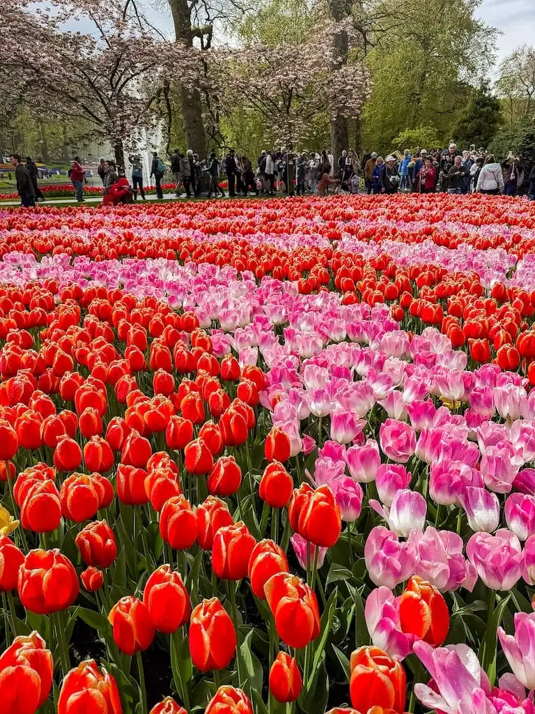 A flower bed of tulips in Keukenhof Gardens - Lisse, Netherlands