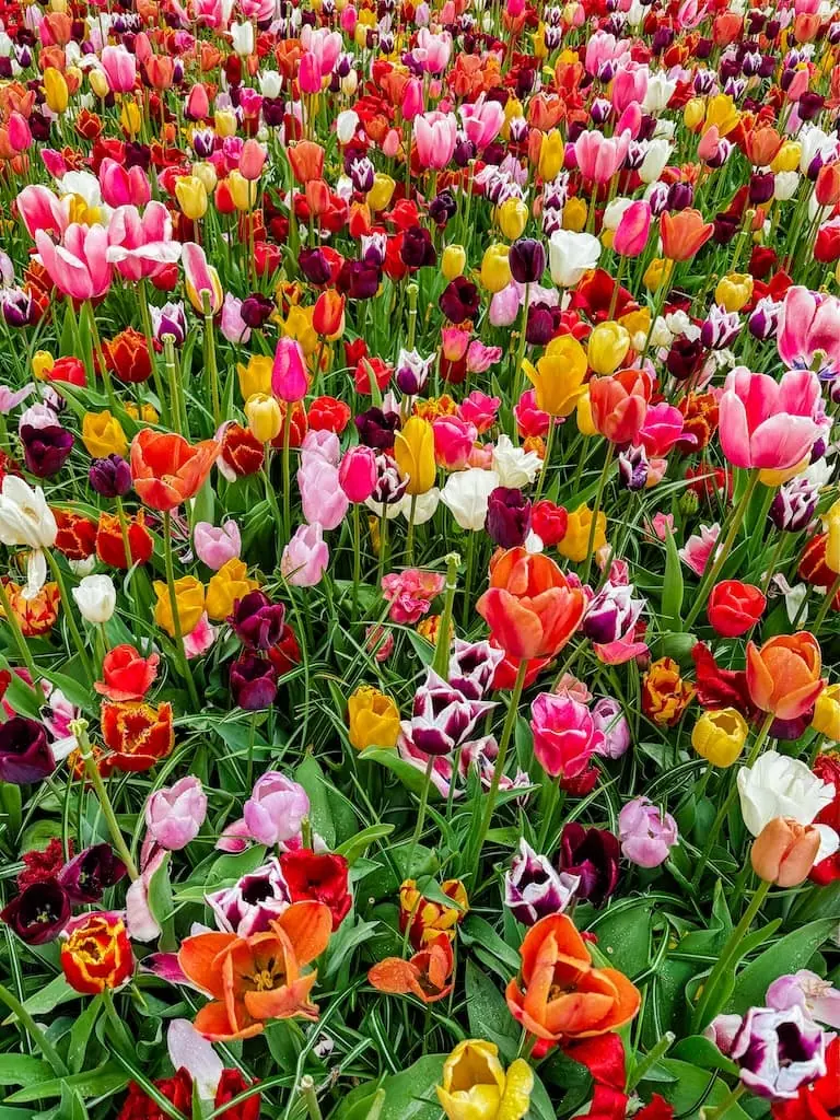 Flowers in Keukenhof Gardens, Lisse