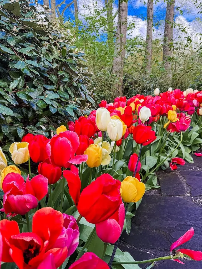 A flower bed of tulips in Keukenhof Gardens - Lisse, Netherlands