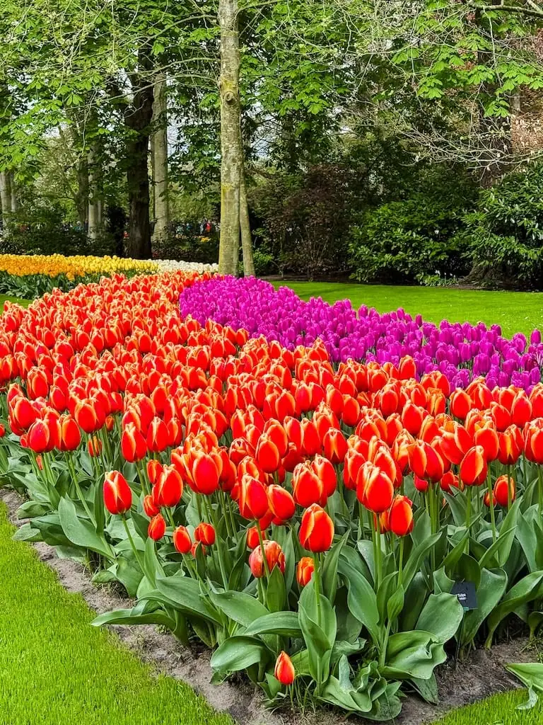 A flower bed of tulips in Keukenhof Gardens - Lisse, Netherlands