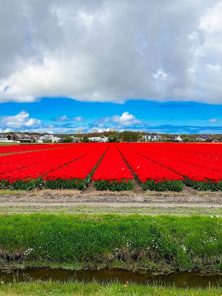 One of the tulip fields on the biking route near Keukenhof Gardens, Lisse.