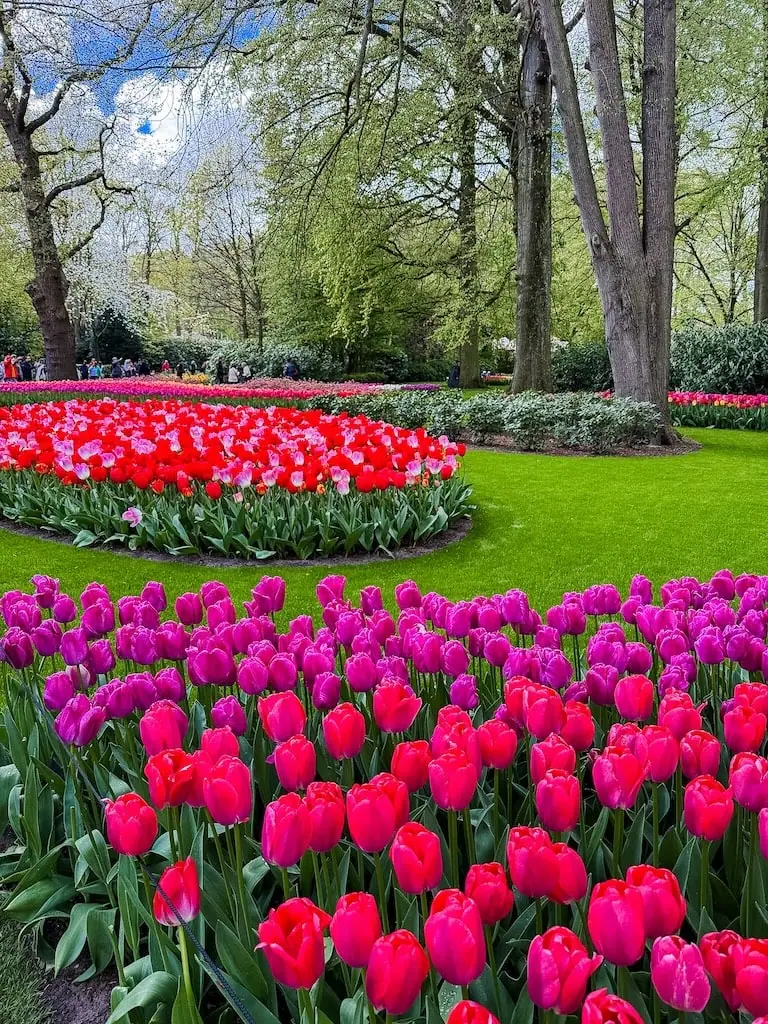 Where to Find The Best Tulip Fields Near Amsterdam: Netherlands Tulip Season Guide