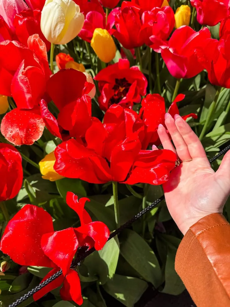 A girl's hand by one of the big tulip blooms in Keukenhof Gardens
