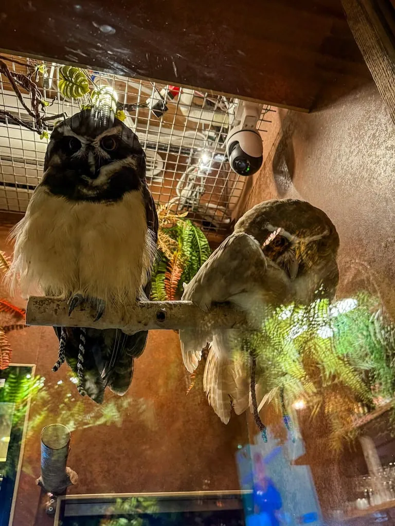 Owls in L.Verus Bar & Cafe in Tokyo, Japan